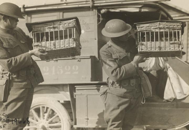 Historic photos shows men in uniform holding cages in hand. 