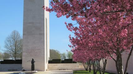 Cherry blossom trees at Netherlands American Cemetery