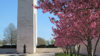 Cherry blossom trees at Netherlands American Cemetery