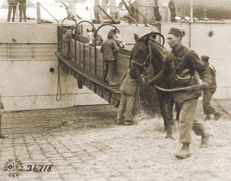 Horses debark from a transport ship at Bordeaux. Almost 68,000 horses and mules were shipped from the United States to the AEF.