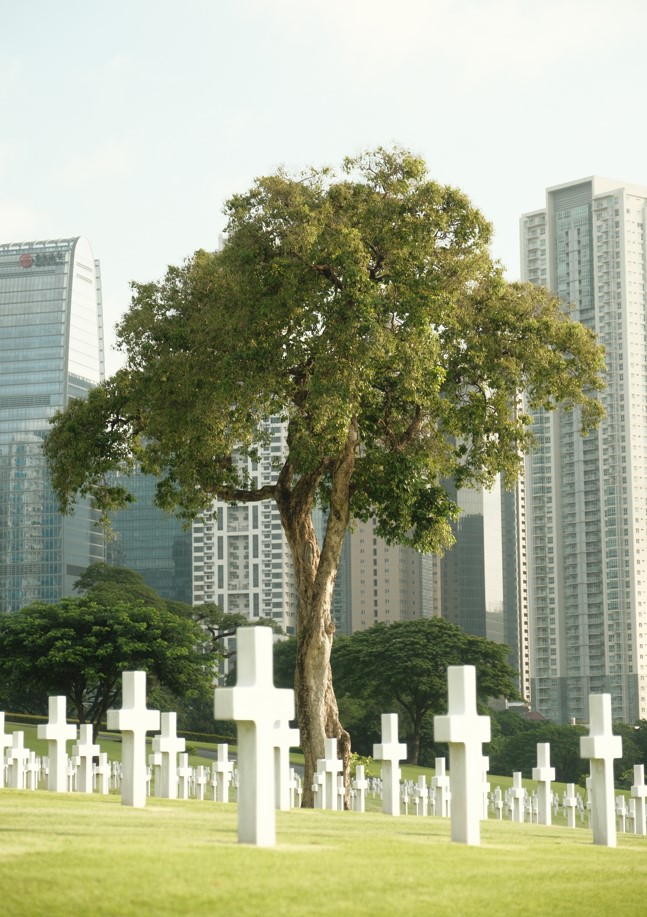 Picture of a 100-year-old tree at Manila American Cemetery. Credit: American Battle Monuments Commission.