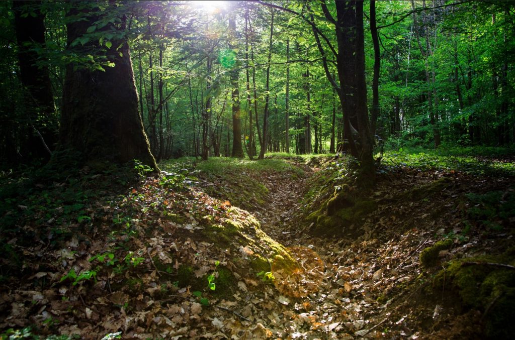 Picture of Belleau Wood with foxholes. Credit: American Battle Monuments Commission/ Warrick Page. 