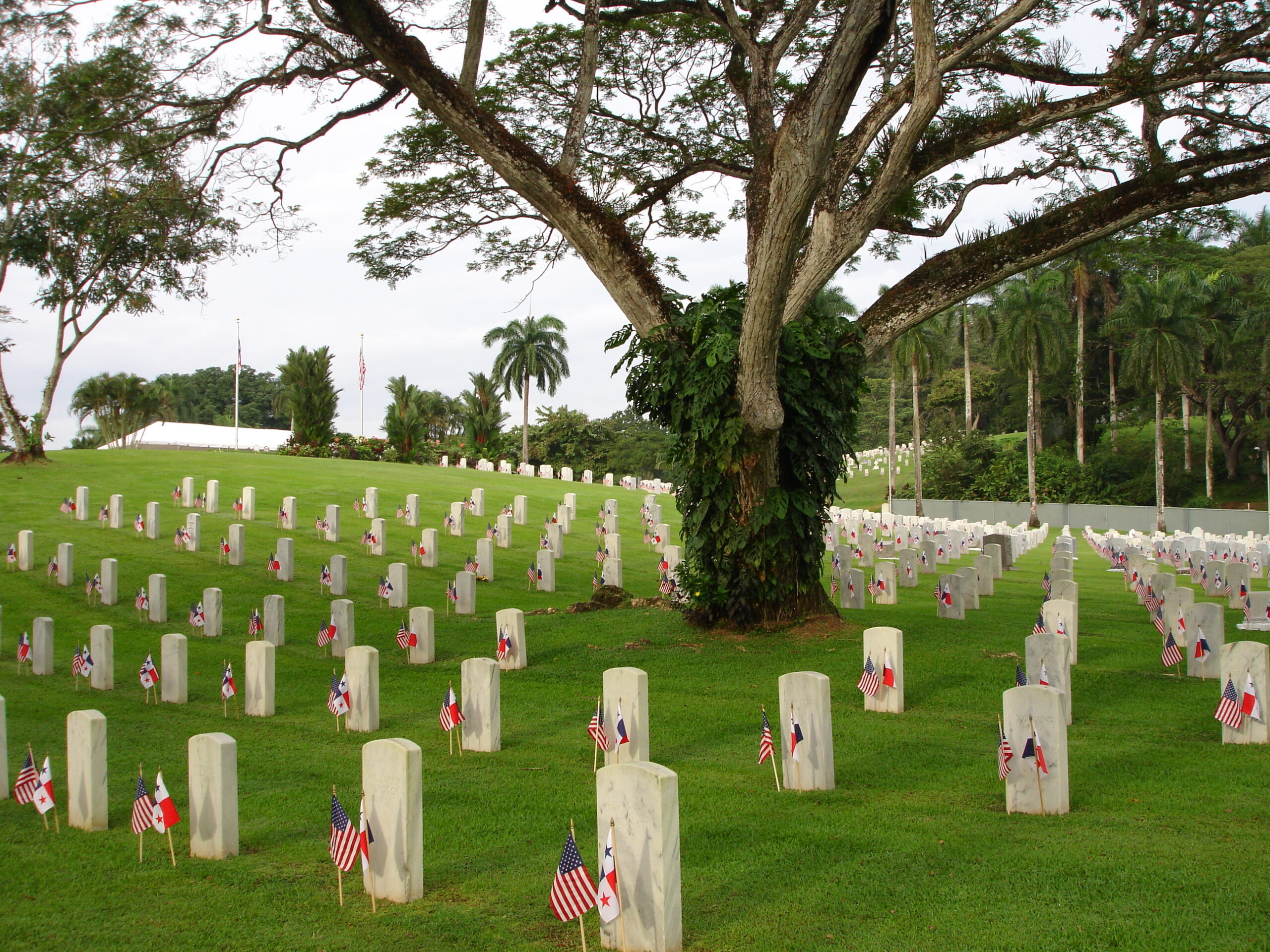Flags are placed in front of every headstone at Corozal American Cemetery for Veterans Day.