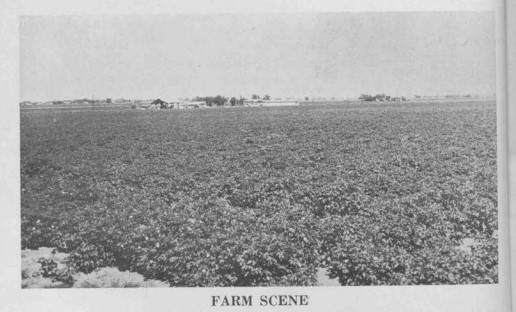 Black and white photograph of farmland in Safford, Arizona, in 1958.