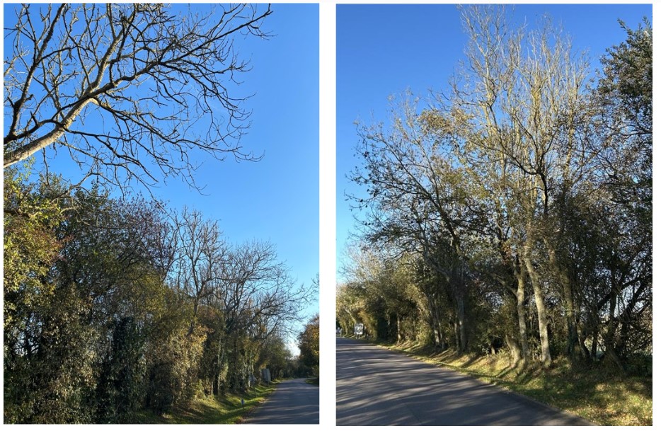Examples of the trees that will be removed from the sides of the road leading to Normandy American Cemetery. Credit: American Battle Monuments Commission.