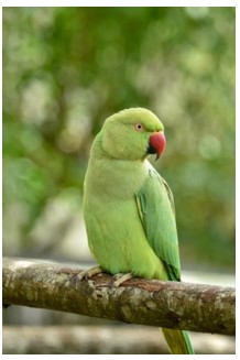Picture of a rose-ringed parakeet. Credits: Pexels.com. Picture of a rose-ringed parakeet. Credits: Pexels.com.