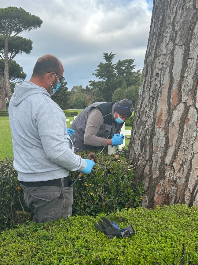 Sicily-Rome American Cemetery’s team treating a Roman pine after their training April 8, 2024. Credit: American Battle Monuments Commission.