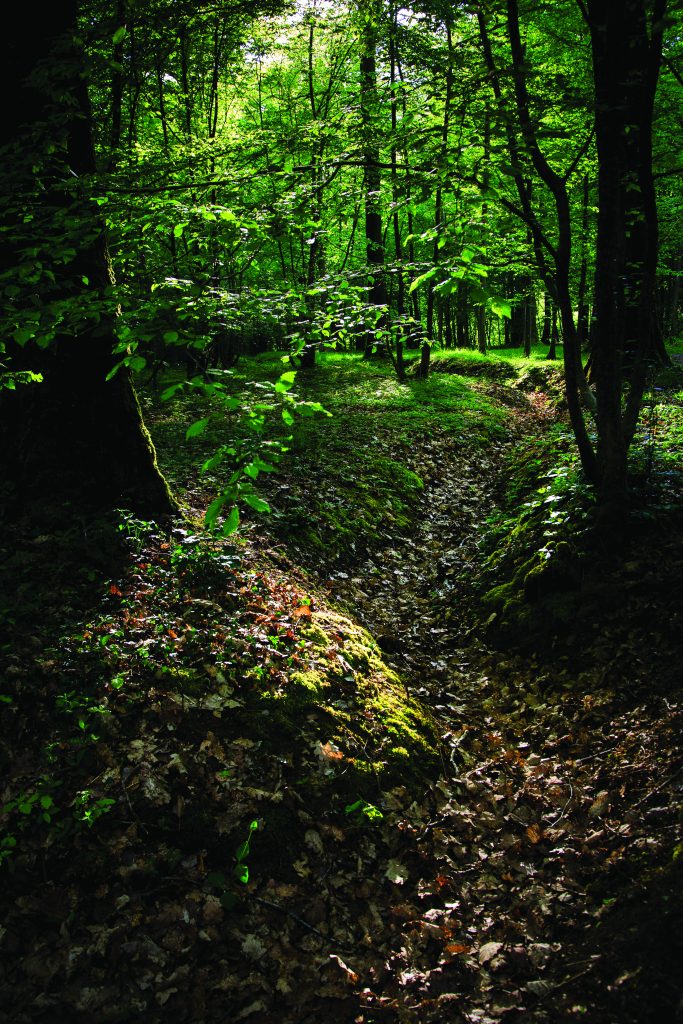 Faded trench lines and foxholes in Belleau Wood, France. (ABMC)